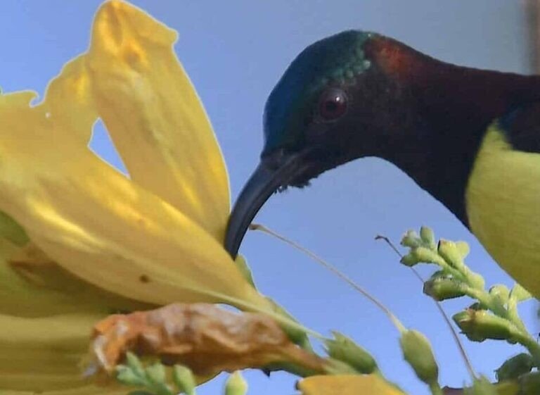 Home Sun bird enjoying the morning at the flowers
