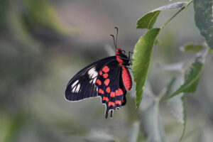 27 anand sundaram common rose swallowtail butterfly telangana dsc 0168 swpa2021