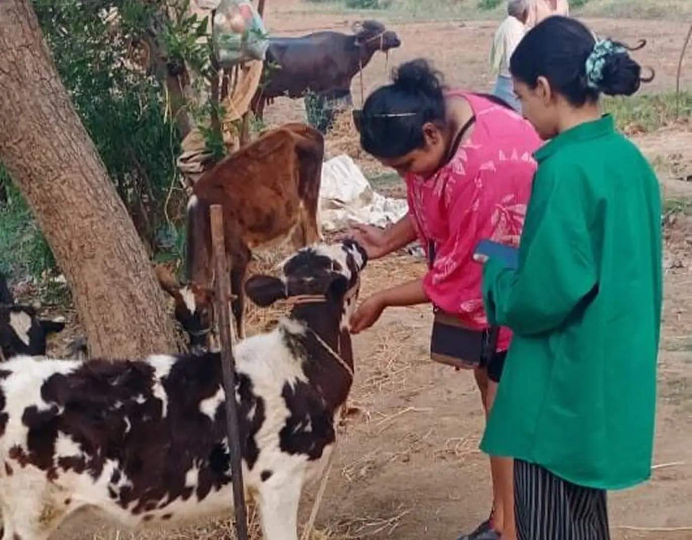 Two people interacting with a calf.