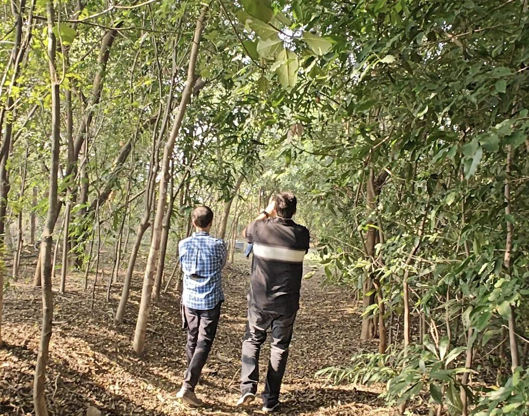 miyawaki forest at Arbor Road Estate Eco Luxury Resort India near Hyderabad