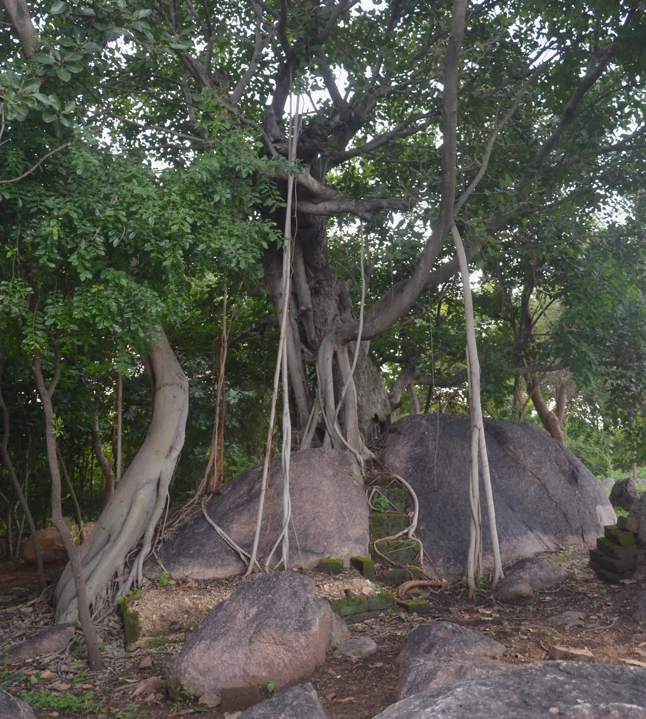 The old banyan tree within Arbor Road Estate.