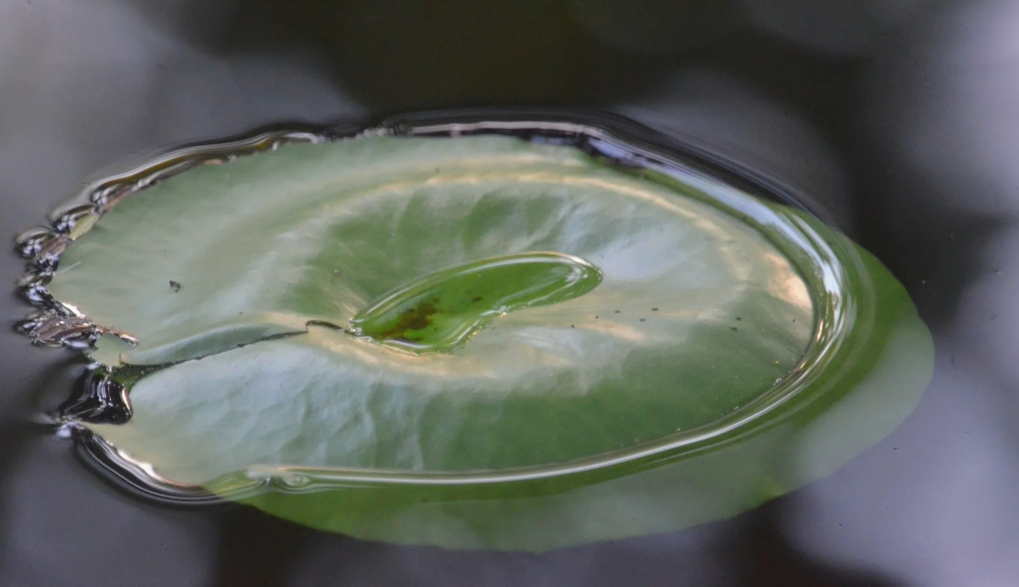 Close-up of a lily leaf on the pond at Arbor Road Estate.