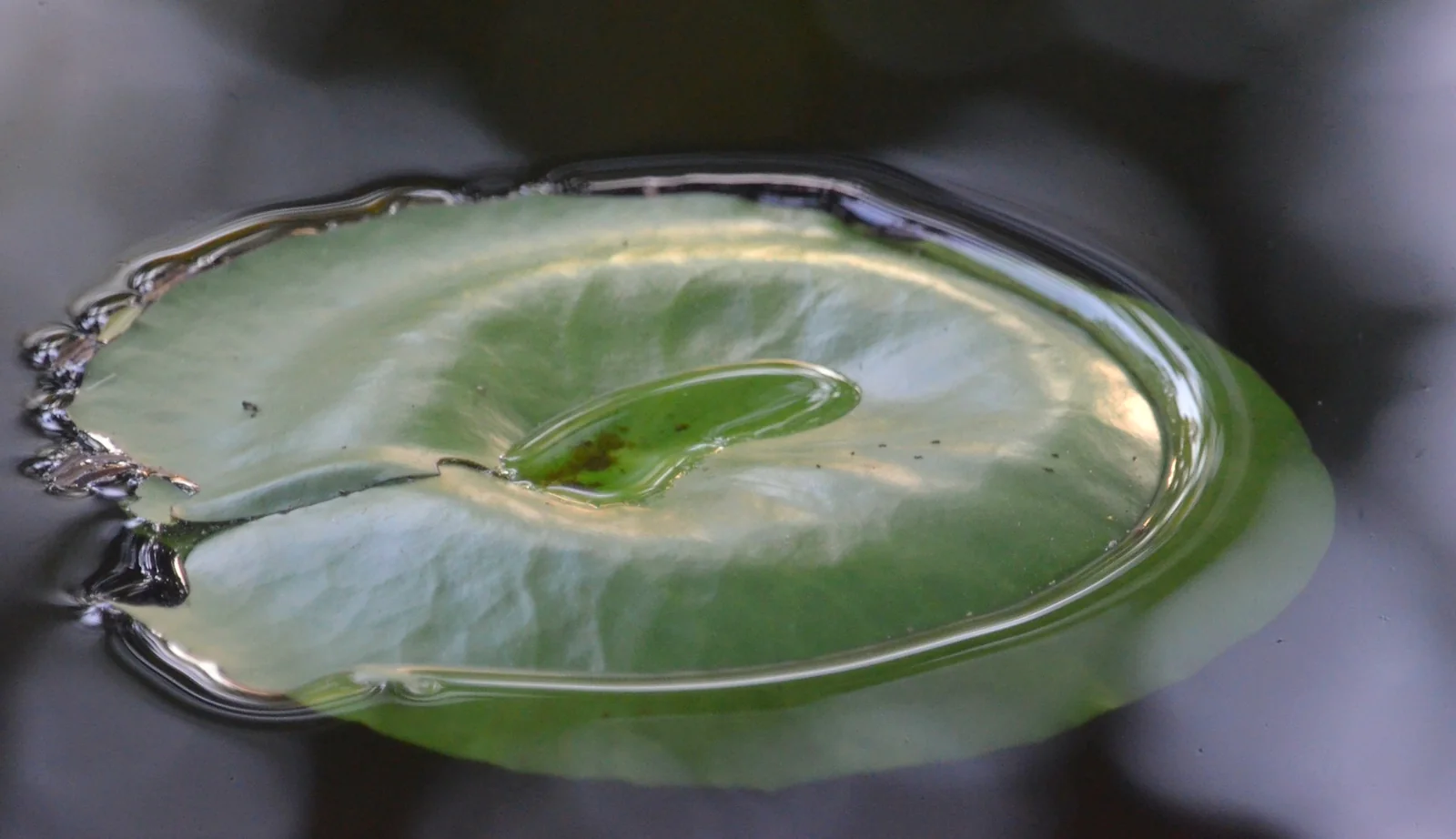 Close-up of a lily leaf on the pond at Arbor Road Estate.