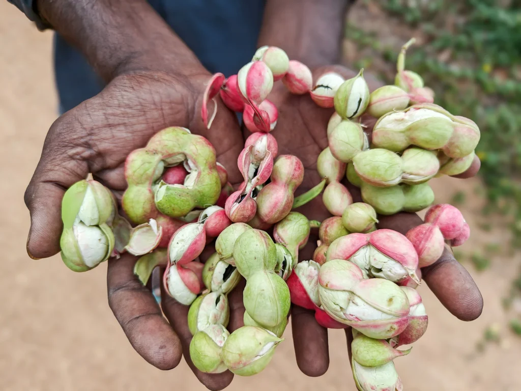Fresh seasonal produce from the gardens at Arbor Road Estate near Hyderabad.