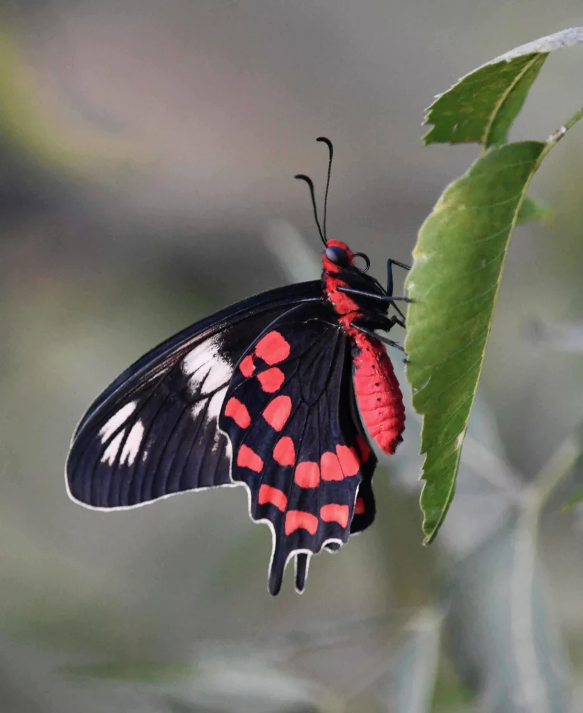 Black-and-red butterfly resting on a leaf in the gardens of Arbor Road Estate near Hyderabad.