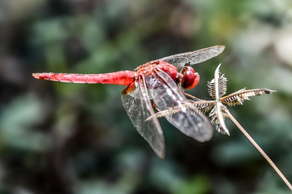 Scarlet skimmer dragonfly resting on a twig in the gardens of Arbor Road Estate near Hyderabad.