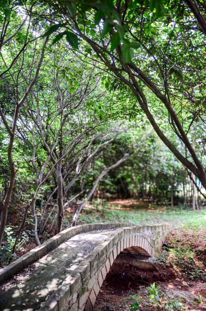 Forest bridge in a miyawaki forest.